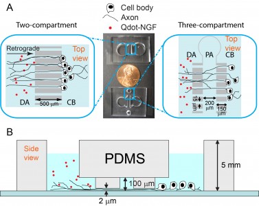 Firgure 2: Microfluidic devices for live cell tracking of axonal transport