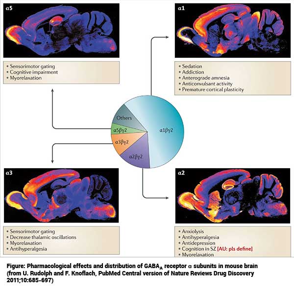 chart of pharmacological and distribution of GABA in a mouse brain