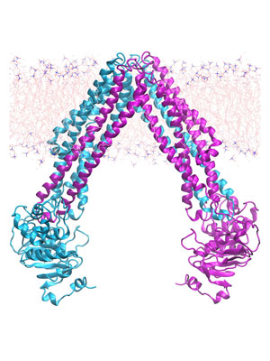 P-glycoprotein in the membrane
