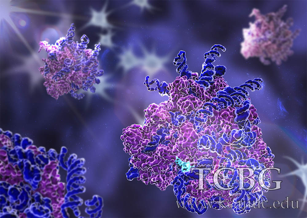 Ribosome