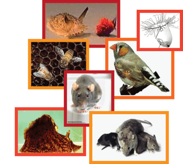 Animals that the sweedler lab uses