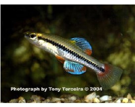 Blue Killifish