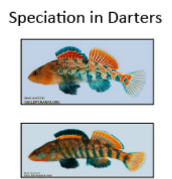 Speciation in Darters