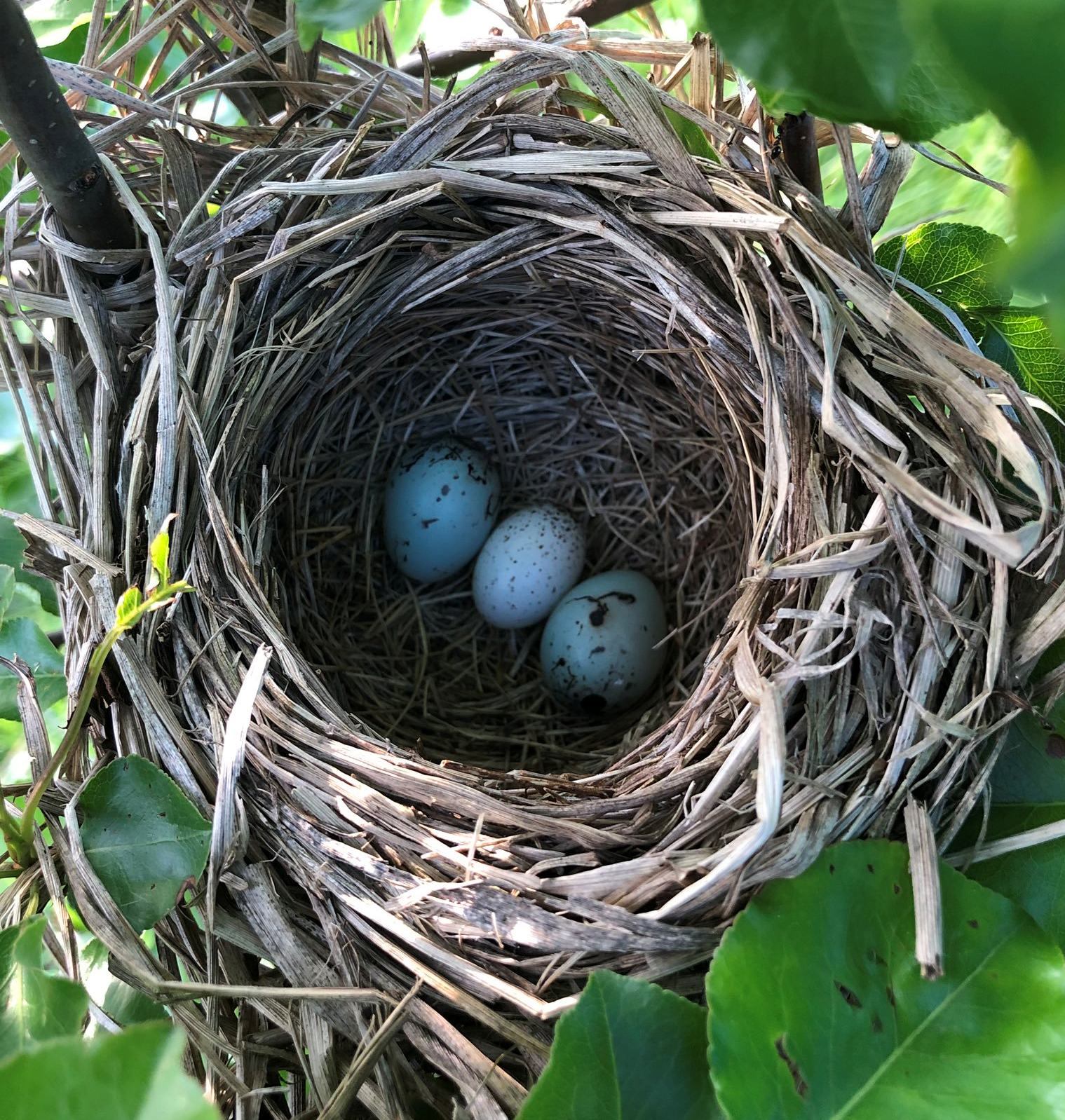 A cowbird egg in a robin's nest