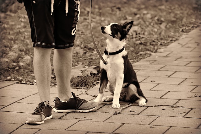 Dog ready for a walk