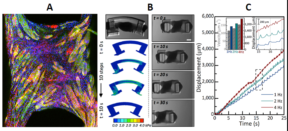 Fig. A) Tissue Engineered skeletal muscle with aligned functional myotubes; B) Skeletal muscle coupled to 3D-printed hydrogel structure demonstrates net; C) Control of bio-bot speed and net displacement accomplished by varying the frequency of electrical stimulation 