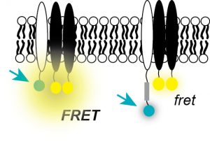Fluorescence Analysis of Receptor Binding Equilibria