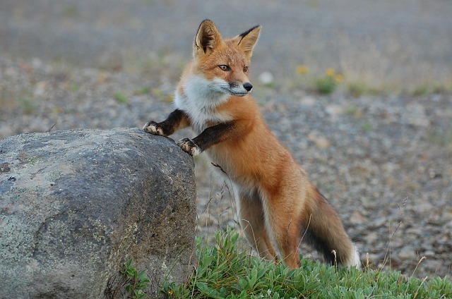 Fox on a Rock