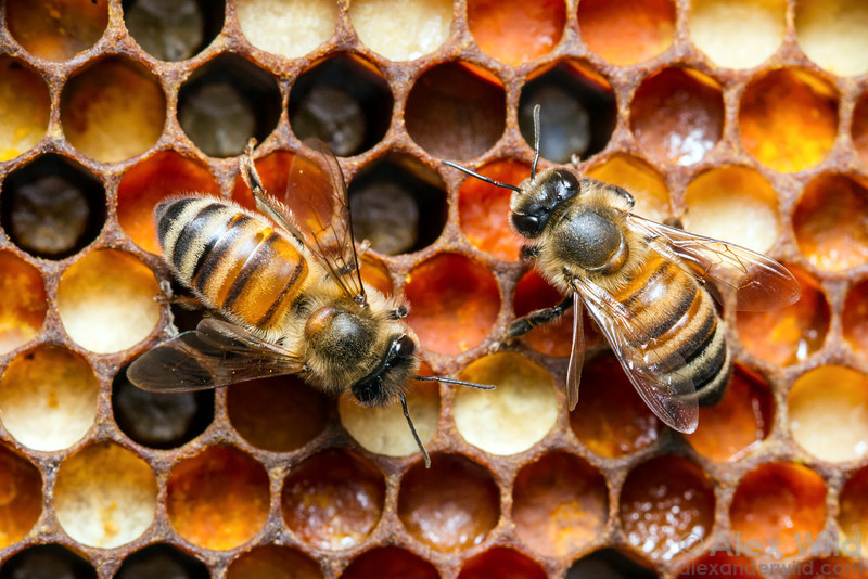 Two Bees on a Hive