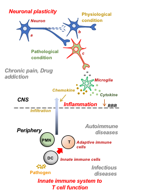 Visual expressing immune system and autoimmune reactions