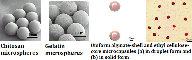 From left to right: Chitosan microspheres, Gelatin microspheres, Uniform alginate-shell and ethyl cellulose-core microcapsules (a) in droplet form and (b) in solid form
