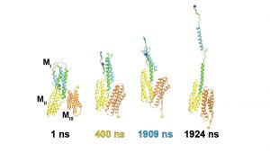 MD simulation of force-dependent activation of a protein force transducer alpha catenin