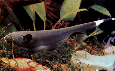 Black Ghost Knifefish (Apteronotus albifrons)