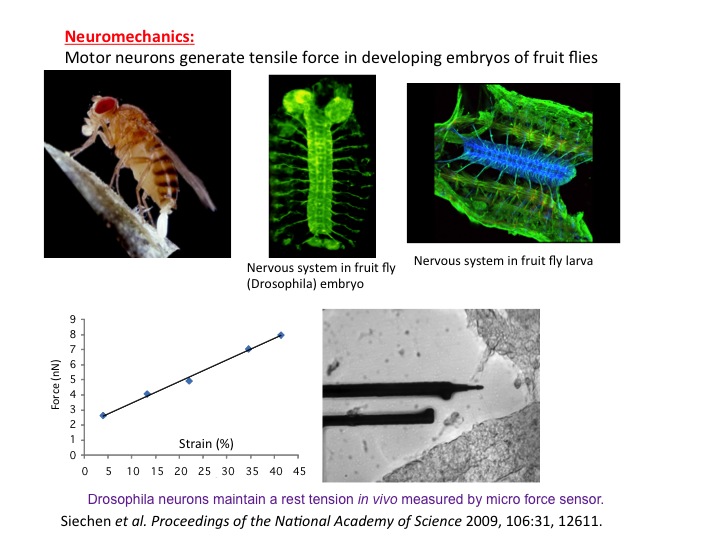 Neuronmechanics of developing fruit fly