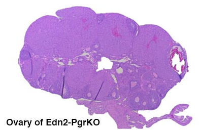 Ovary of Edn2-PgroKO