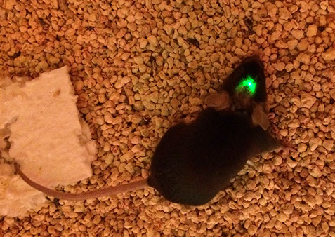Mouse with LED lights in head