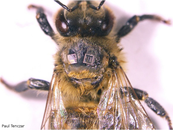 bee with radio-frequency identification