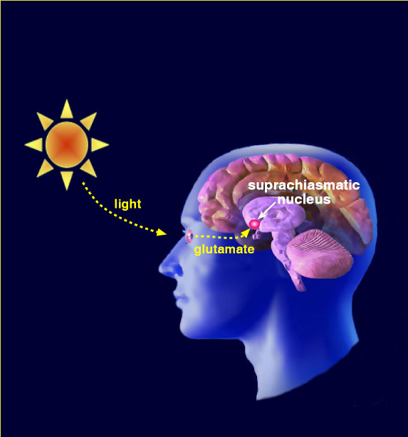 Sunlight into the eyes and into the brain