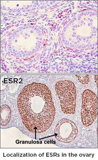 Locationization of ESRs in the ovary