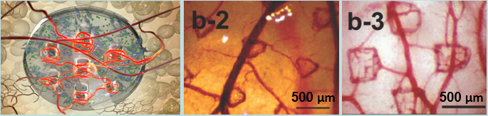 Images of patterned vasculature formed under microstamp implants