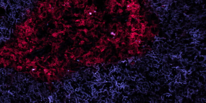 Lab image