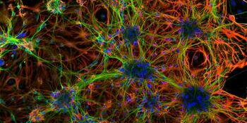 IGB image of the month