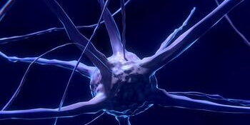 Brain Cell