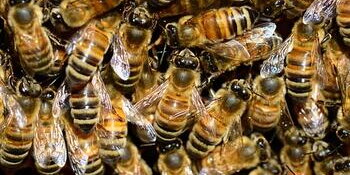 bees