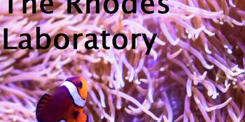 Nemo in pink anemone with &quot;Rhodes Lab&quot; on top of him
