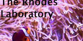 Nemo in pink anemone with &quot;Rhodes Lab&quot; on top of him