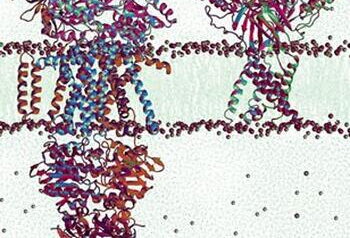 Membrane Channels and Transporters