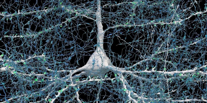 Neuron