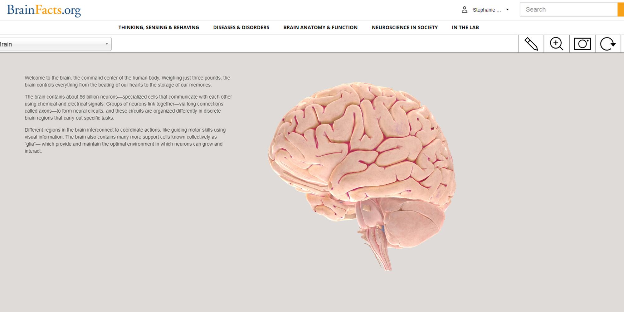 Interactive Brain Model