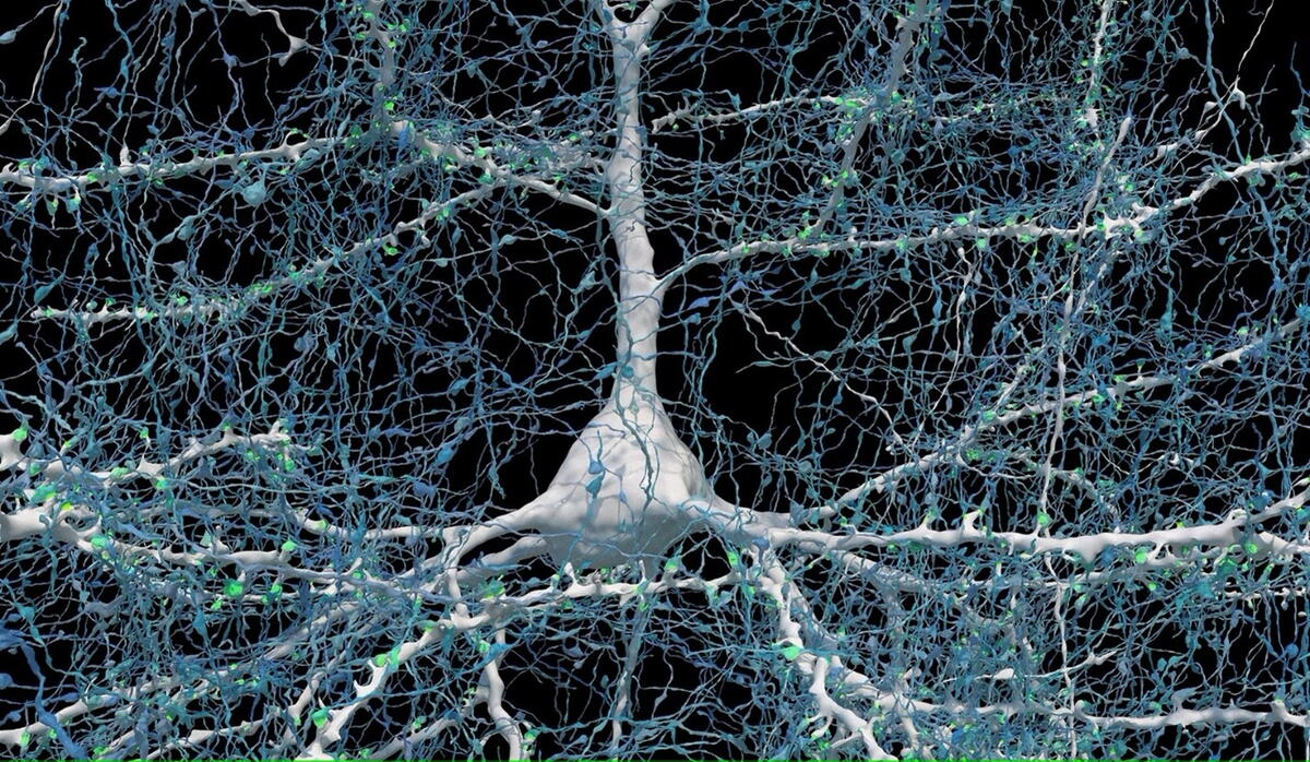Neuron