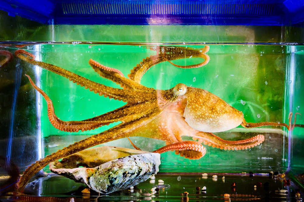 Octopus in tank