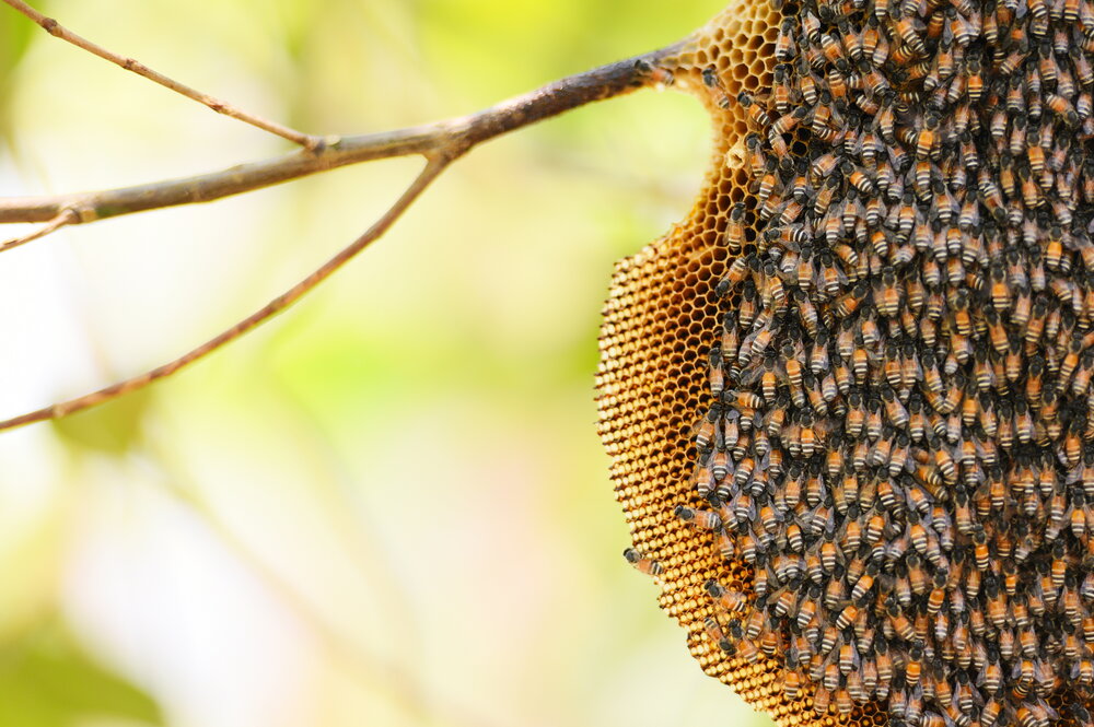 Bees on hive