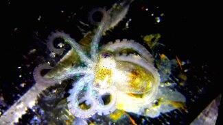 Glowy Octopus