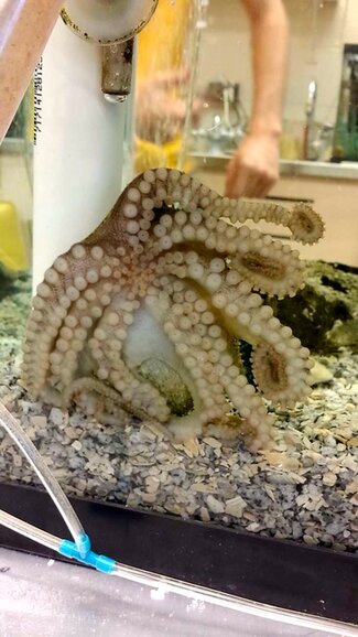 Grown Octopus