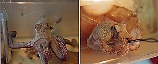 Left: Hungry octopus attacks painful shock, Right: Satiated octopus actively avoid food