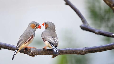 zebra-finch