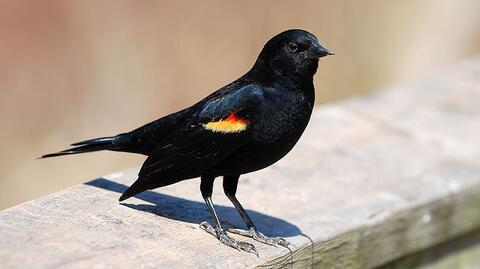 Red Winged Blackbird