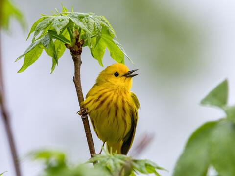 Yellow Warbler (Audubon)