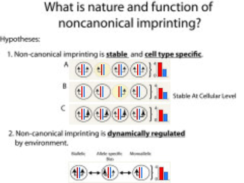Nature of noncanonical imprinting