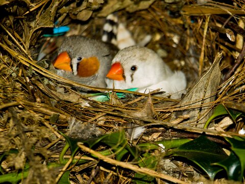 Zebra Finches