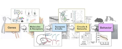 Auerbach Lab