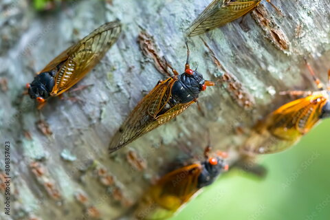 cicadas on tree branch