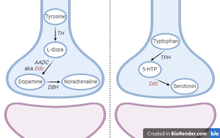 Neurotransmitter