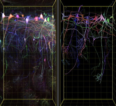 Big NeuroData