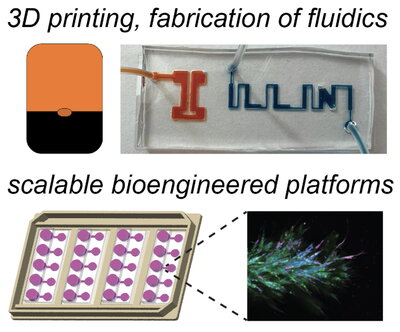 Organ on chip
