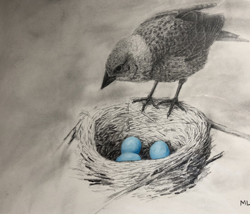 Cowbird looking at robin's nest drawing